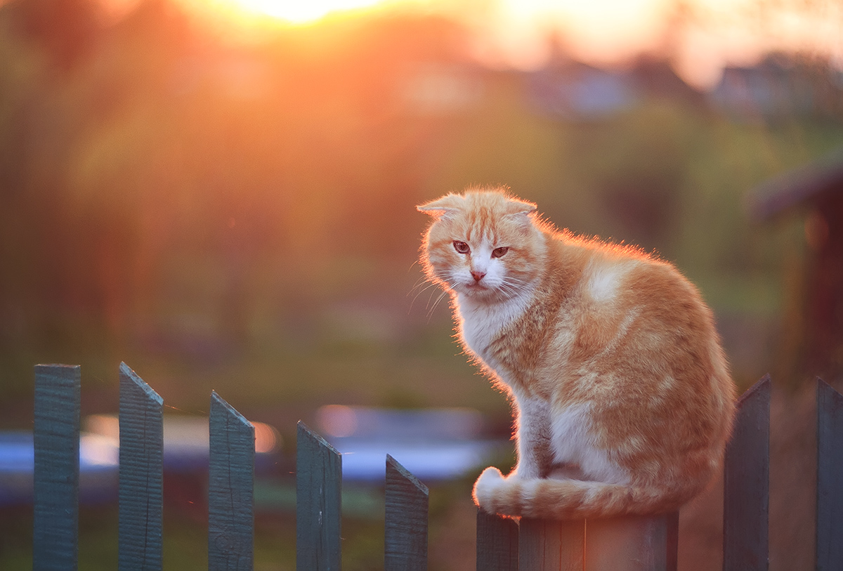 Рыжий кот на закате