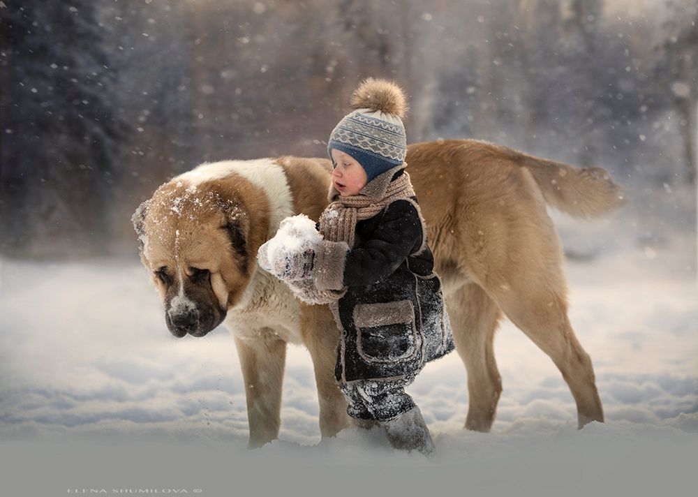Фото Мальчик стоит на снегу, рядом с собакой породы сенбернар, фотограф Elena Shumilova