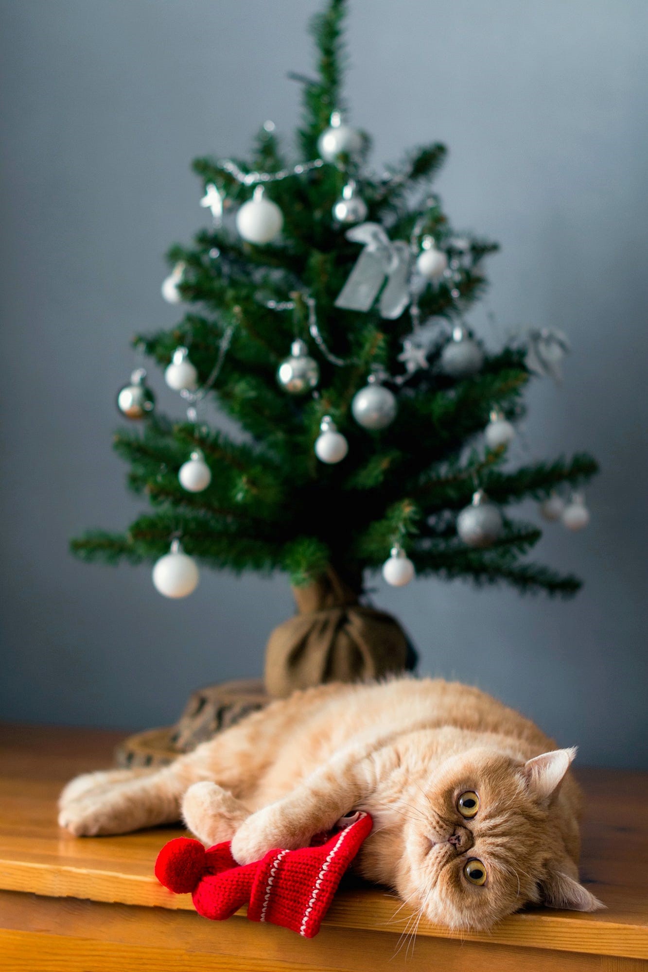 Фото Рыжий кот лежит на полу у елки, фотограф Vladislav Nosick