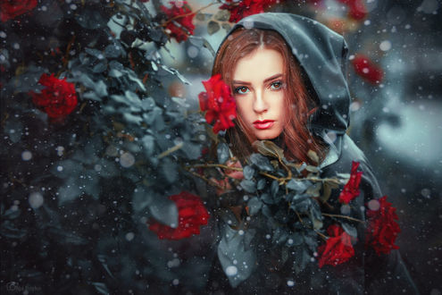 Фото Девушка в плаще возле куста красных роз под снегопадом