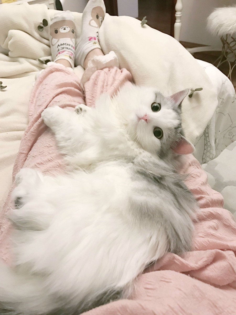 Фото Белый кот лежит на ногах девушки