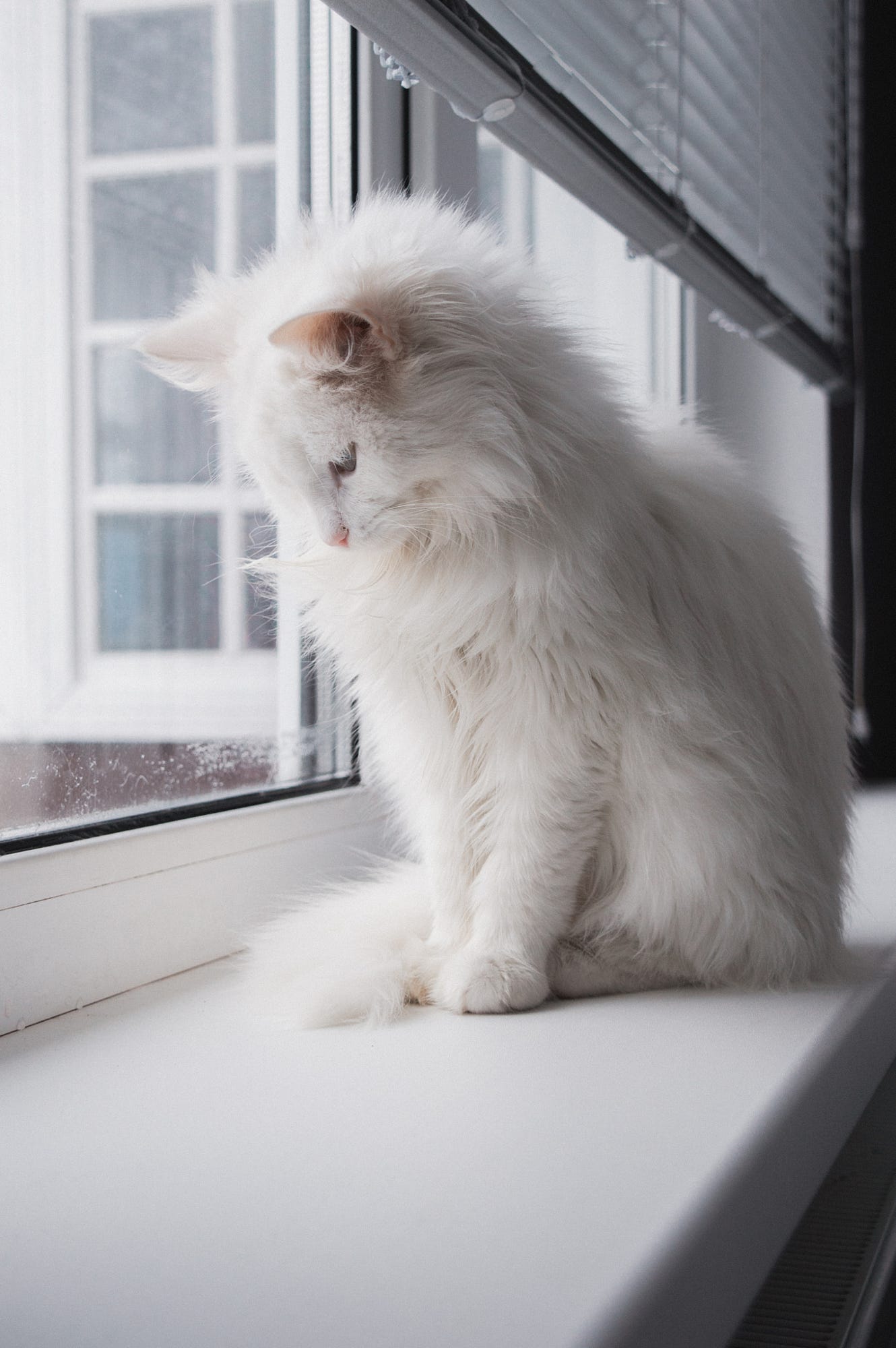 Белый жалко. Пушистый кот. Кот пушистый белый. Белая пушистая кошка. Белые пушистые коты.