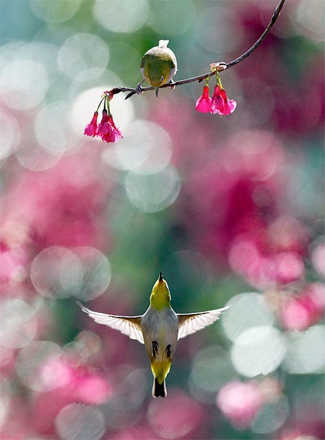 Фото Птичка желтого оттенка взлетает, распахнув крылья, на встречу птичке желтого оттенка, сидящей на ветке дерева с розовыми цветами