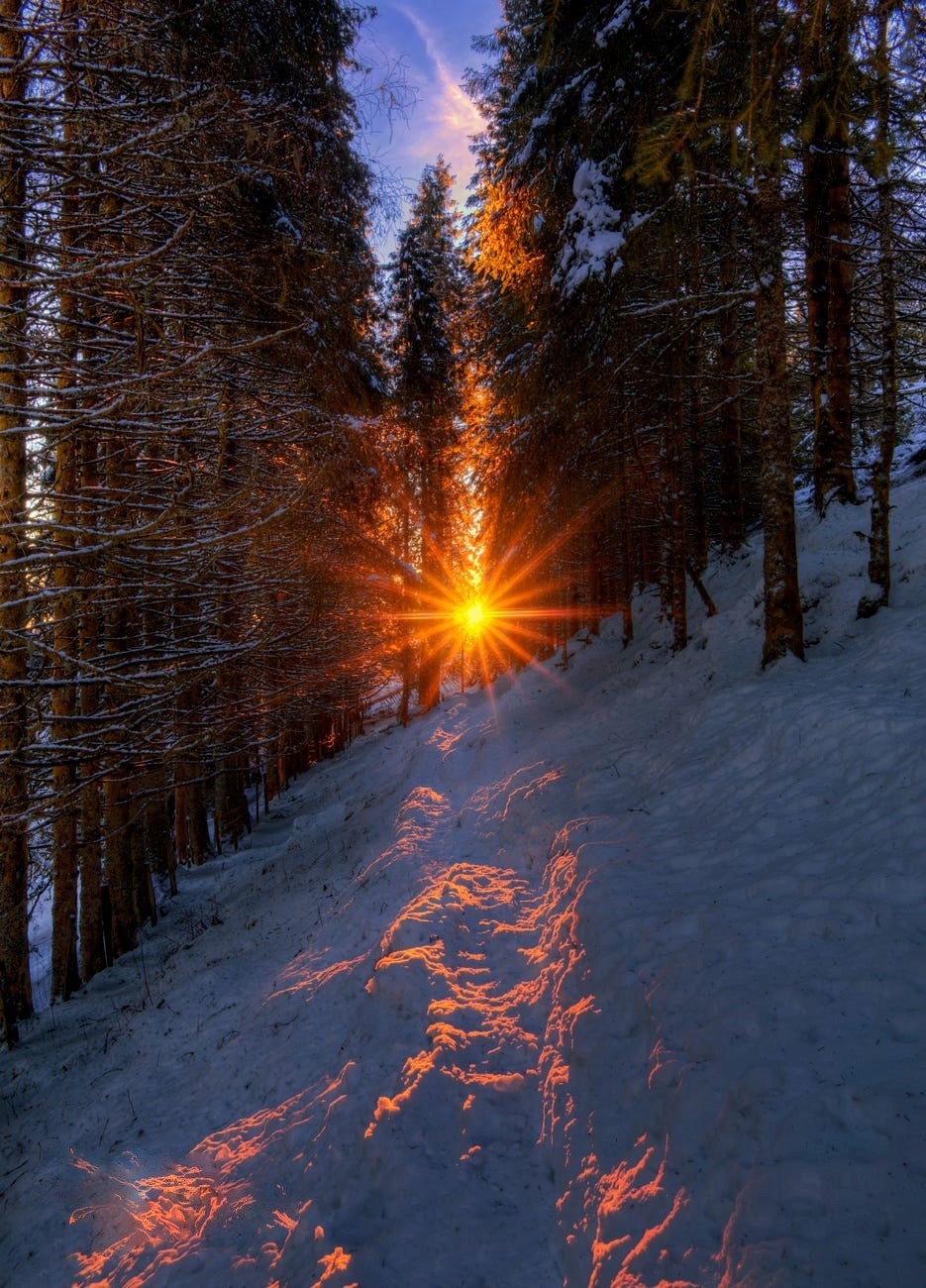 Яркое солнце освещает снег сквозь деревья, by RuneAskeland