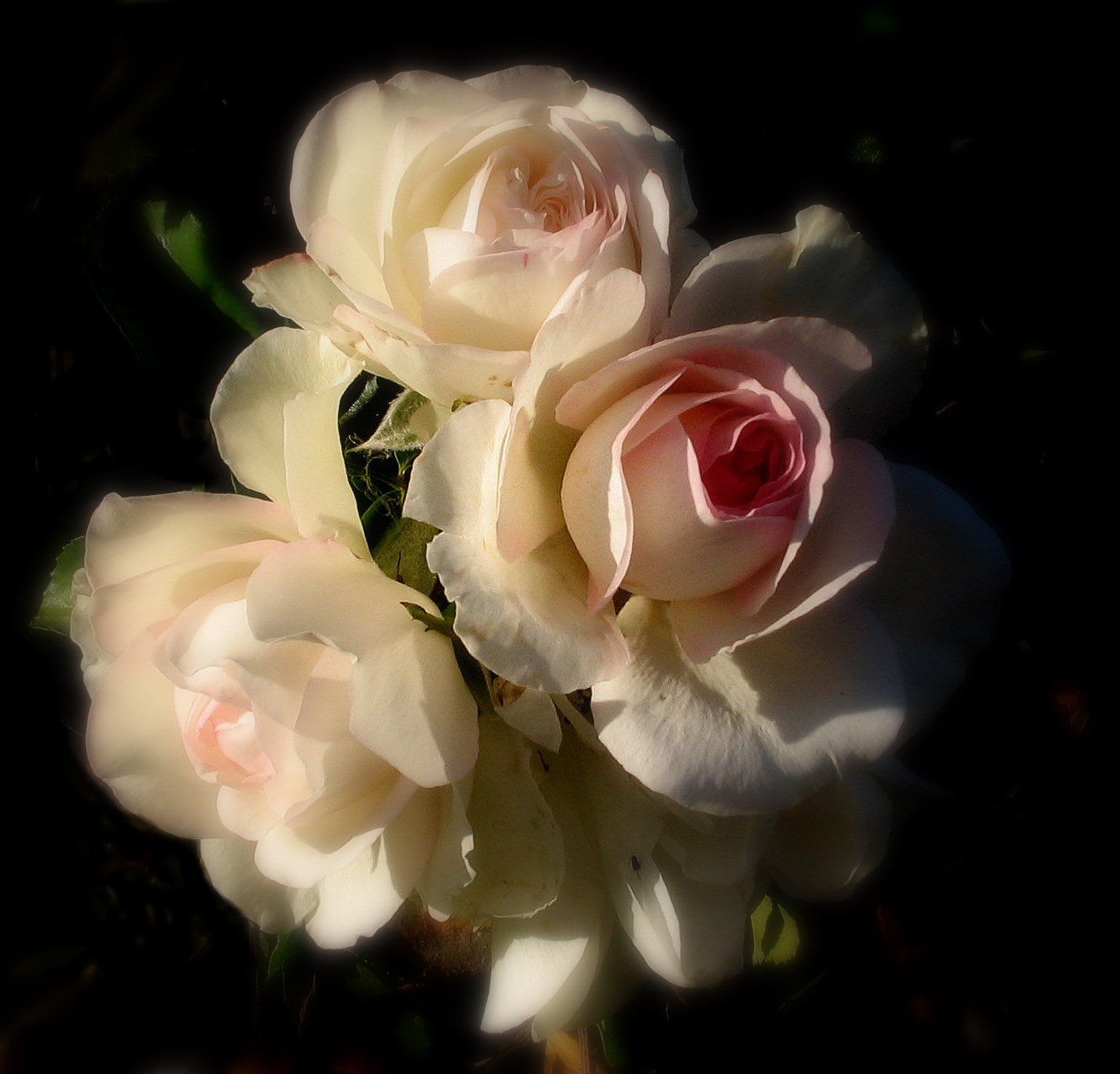 Кремовые розы на темном фоне