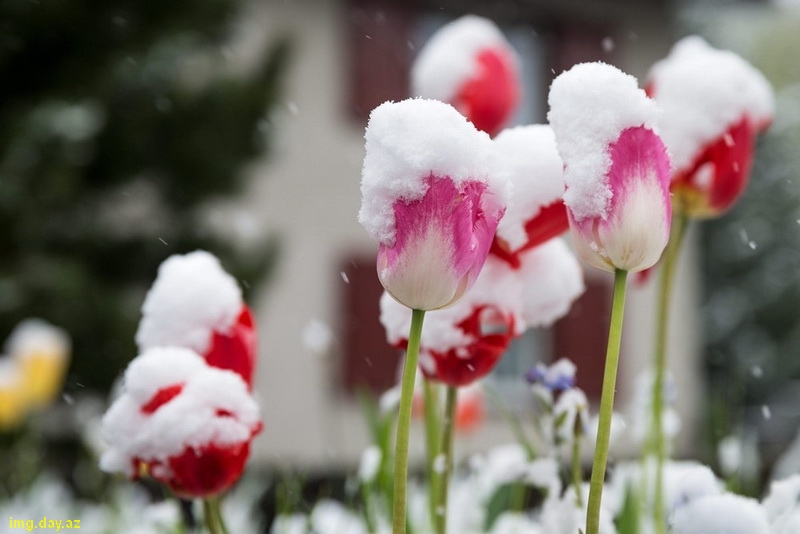 Тюльпаны в снегу картинки на рабочий стол