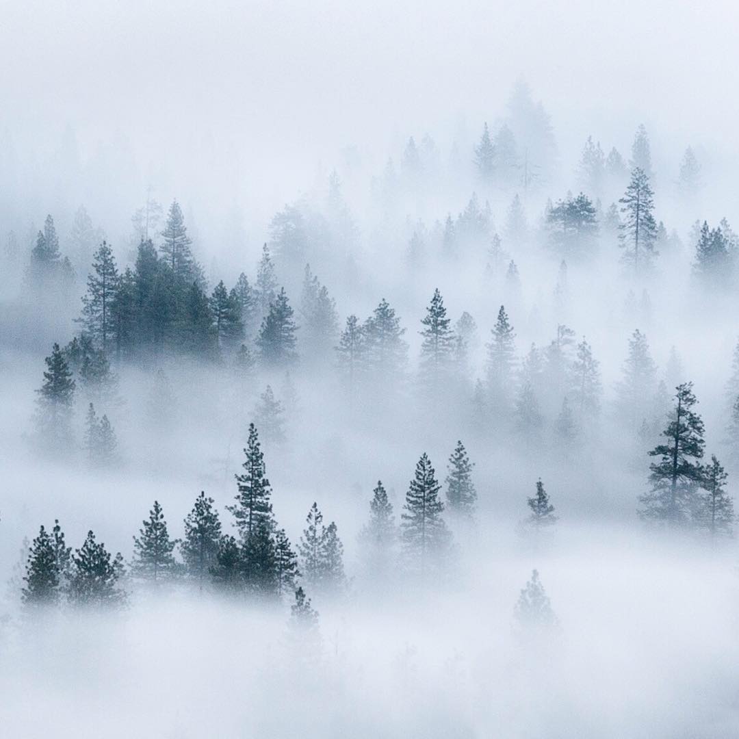 Обои лес в тумане в интерьере