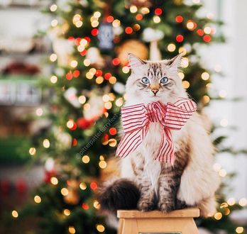 Фото Кот с бантиком на шее на фоне новогодней елки