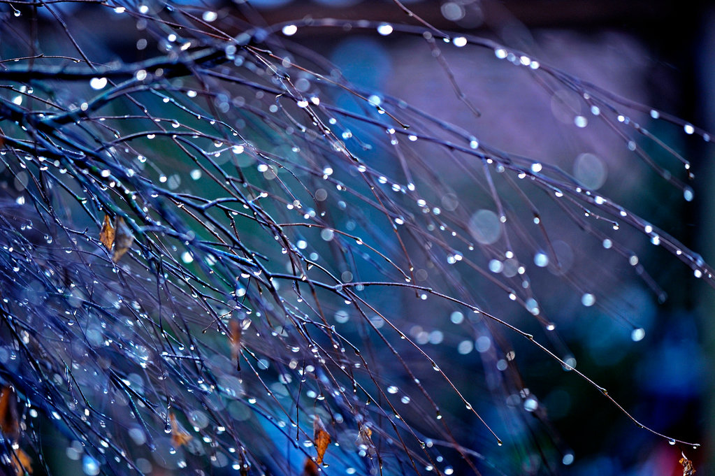 Фото Осенние веточки дерева с каплями от дождя, by augenweide