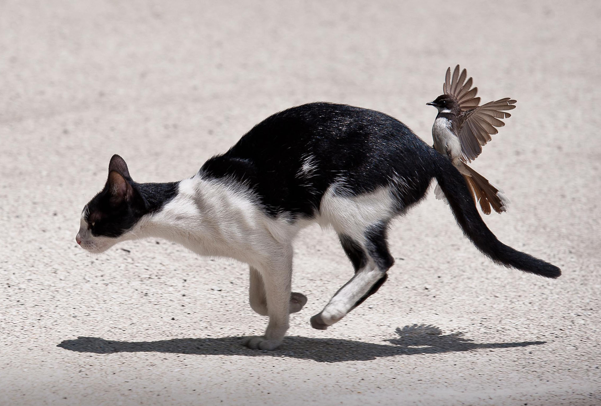 Кот ловит птичку