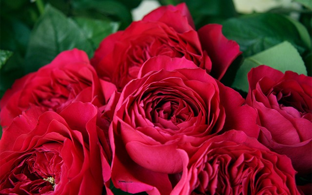 Фото Красные розы крупным планом
