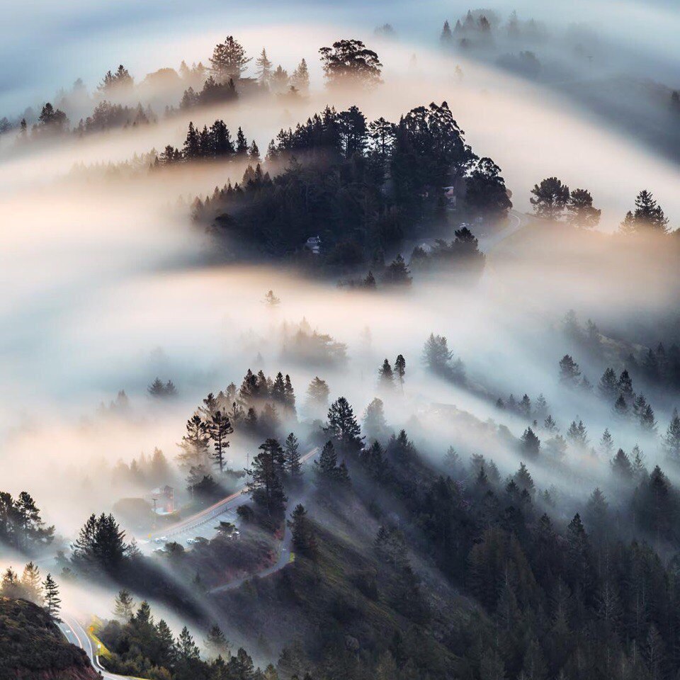 Фиалка ск пейзаж в тумане фото и описание