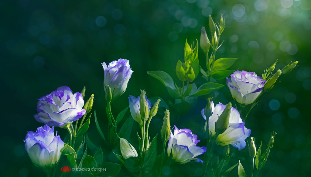 Фото Букет бело-синих эустом на фоне бликов, by Duongquocdinh