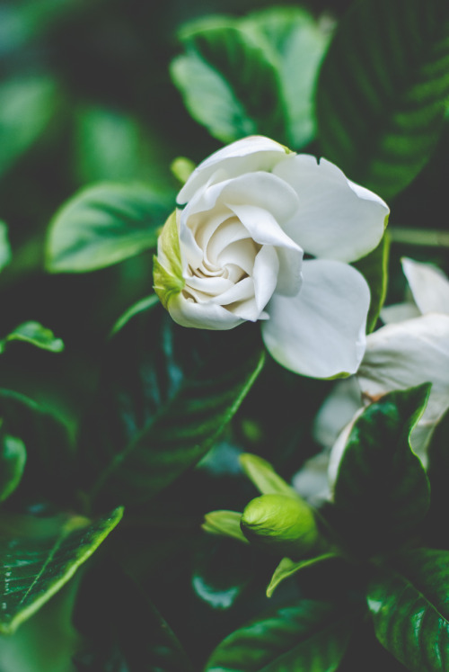 Фото Белый распускающийся цветок