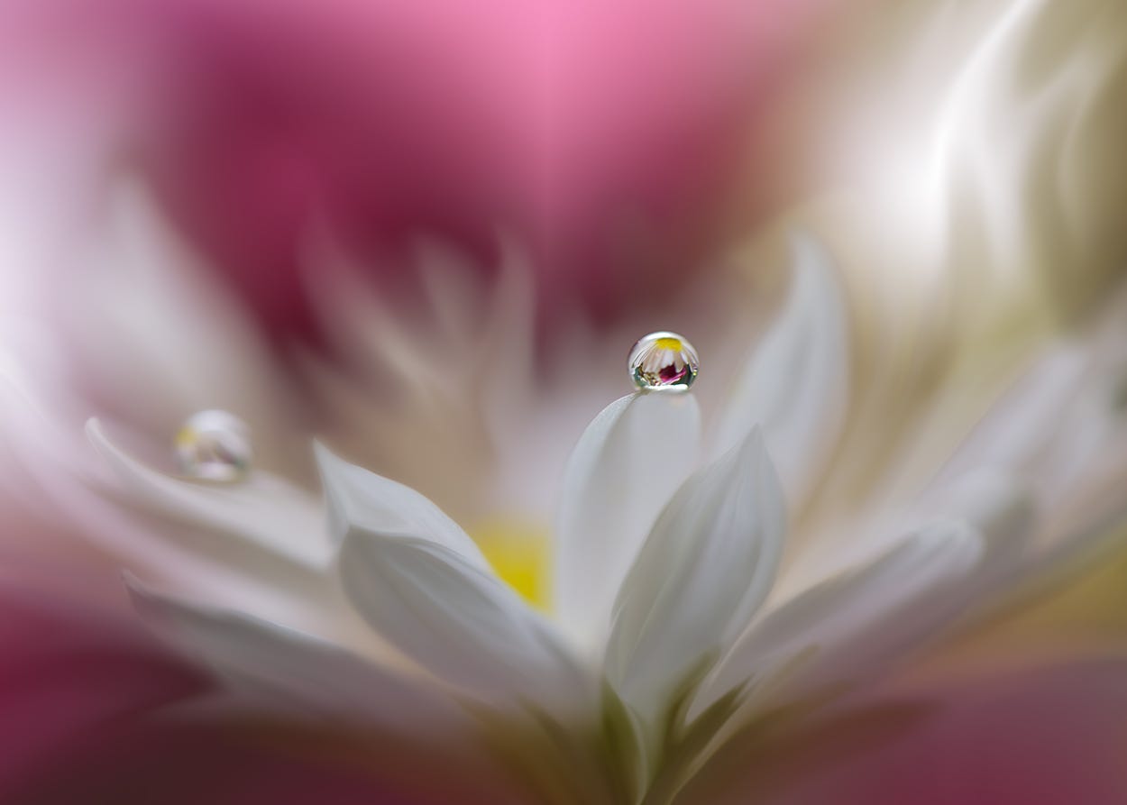 Фото Нежный белый цветок с каплями воды на нем, фотограф Juliana Nan