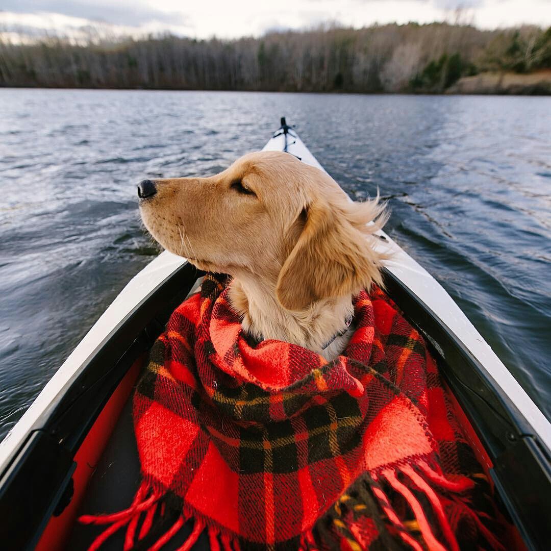 Фото Пес породы золотистый ретривер, укутанный в плед, сидит в лодке и любуется видом на озеро