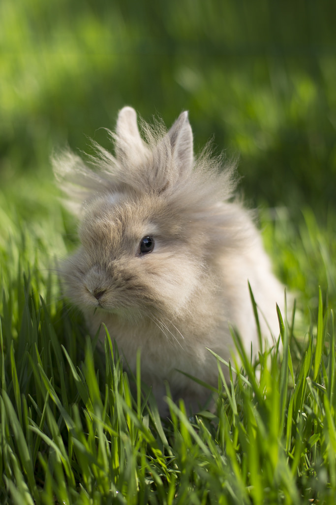 Фото Пушистый кролик в траке, by CamillaKorsnes