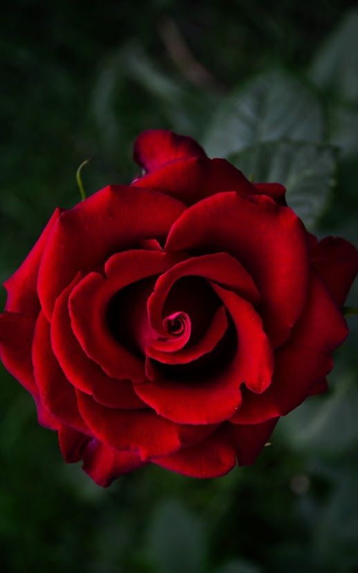 Роза красная шапочка фото и описание