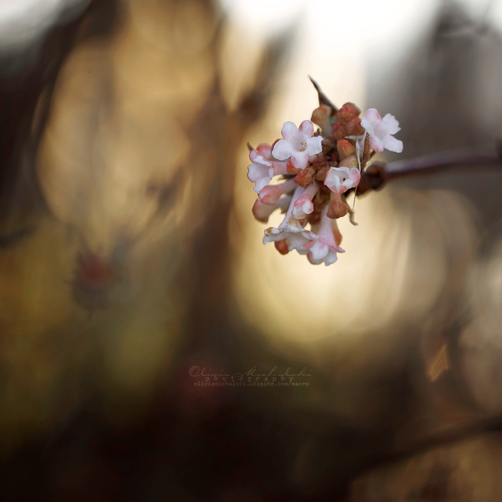 Фото Весенние цветы на ветке дерева, by OliviaMichalski