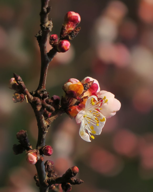 Фото Цветение абрикоса, фотограф Елена Чаусова