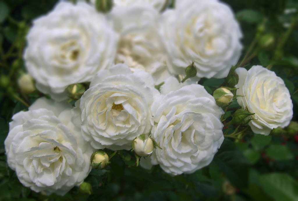 Фото Белые розы на размытом фоне