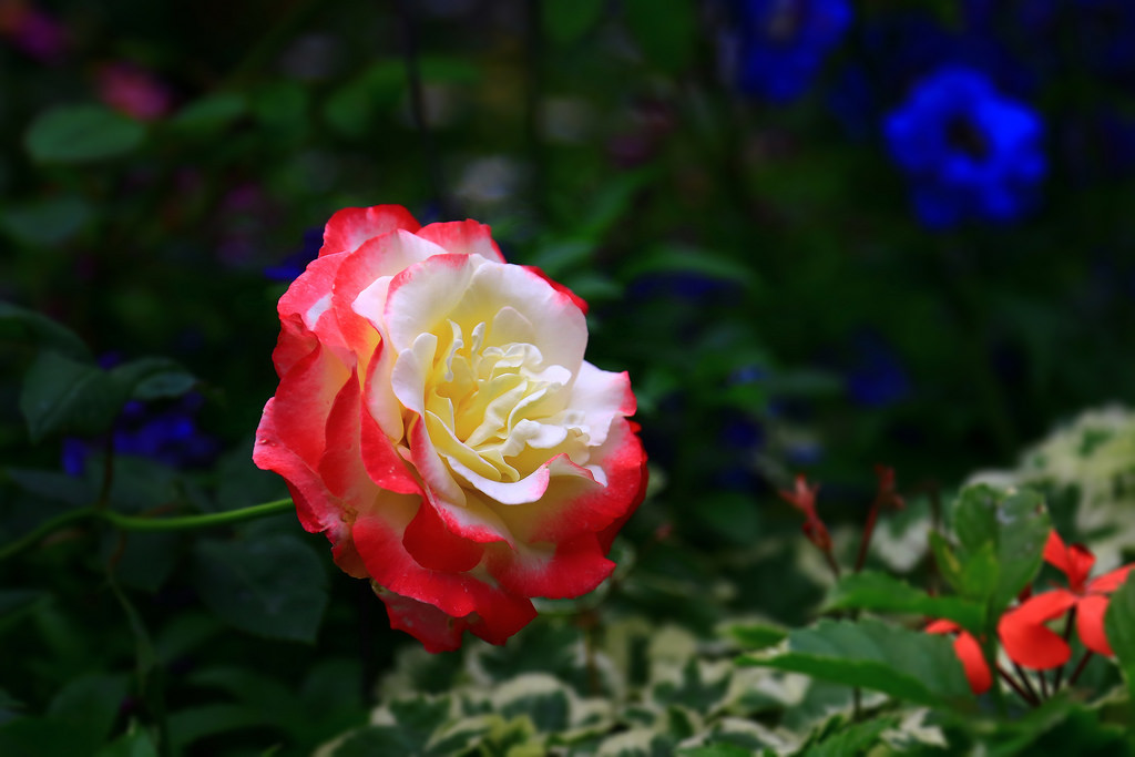 Фото Яркая роза на кусте на фоне синих цветов, фотограф C. Alice