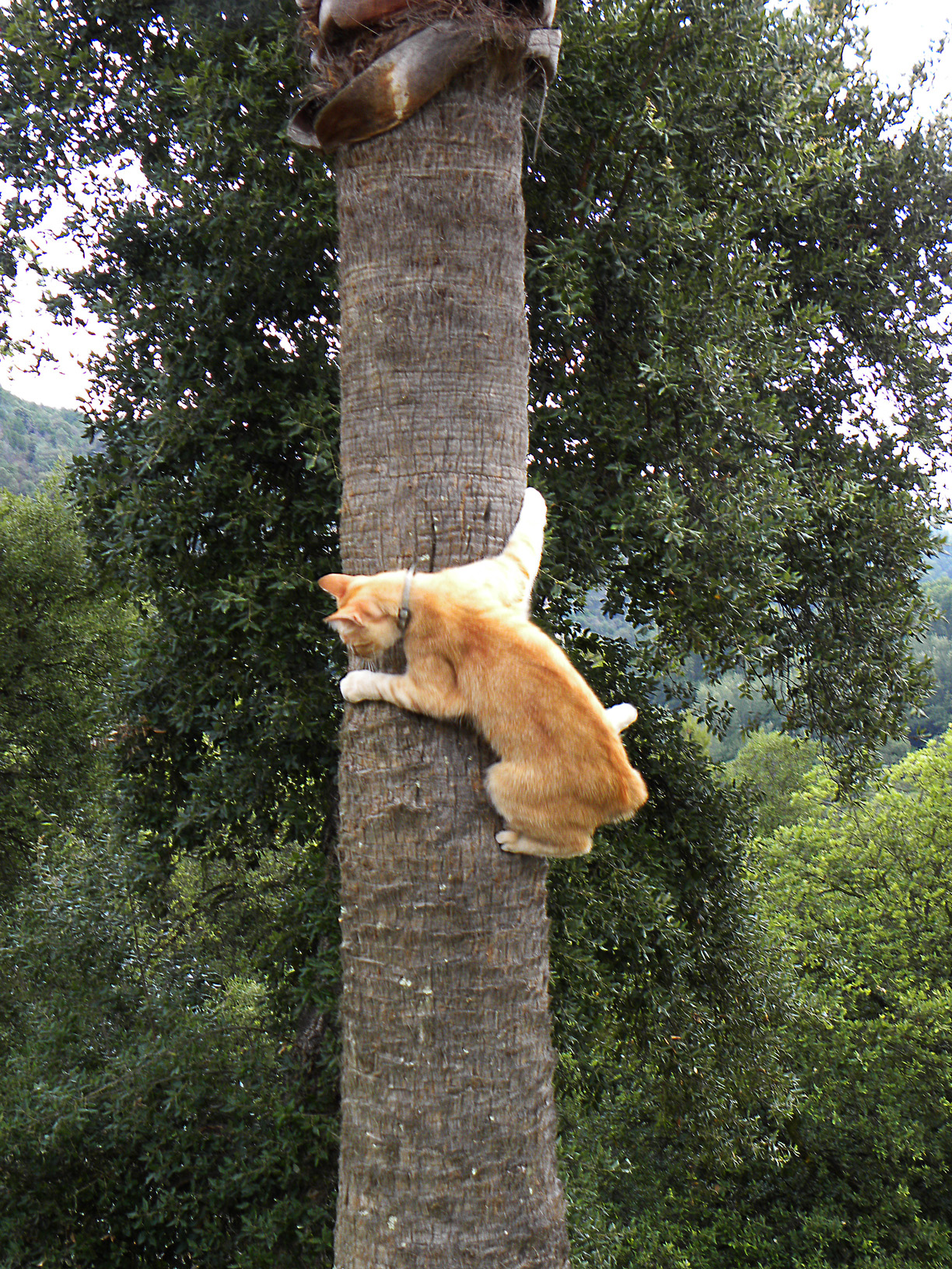 Фото Рыжий кот забрался на дерево