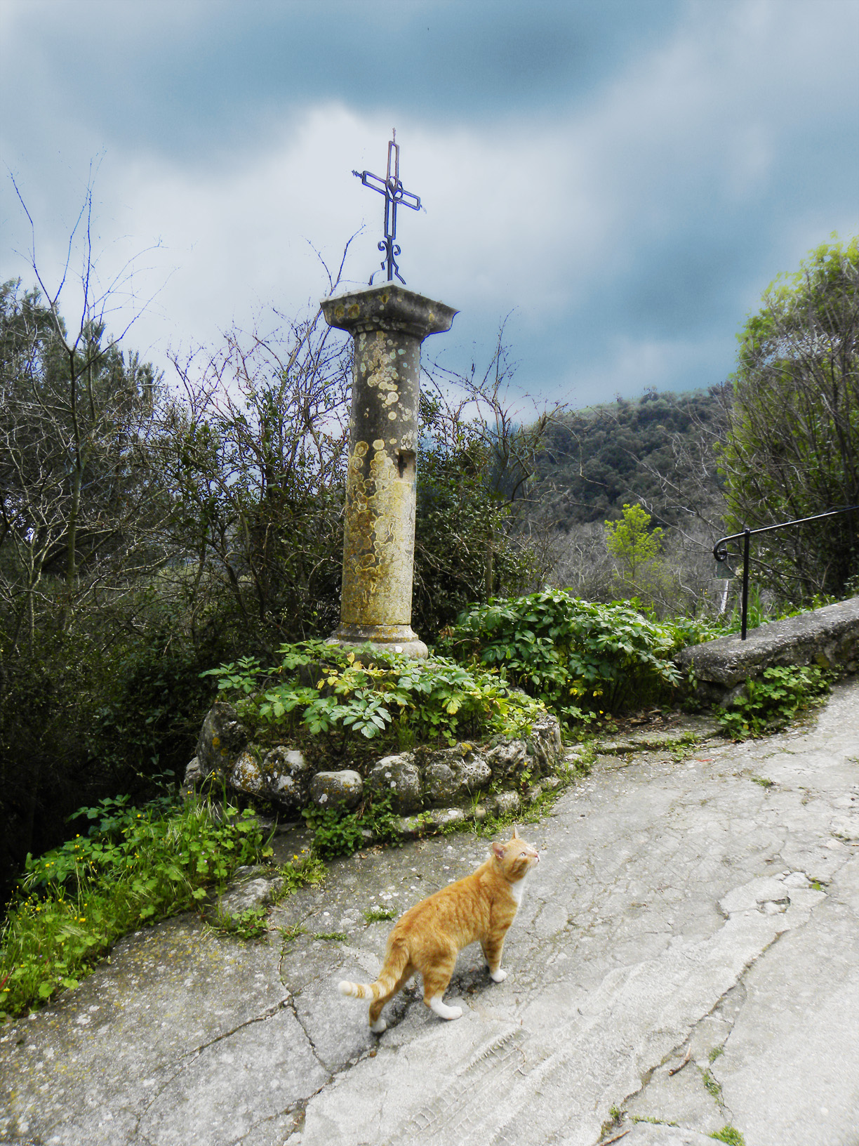 Фото Рыжий кот ходит в сквере мимо креста