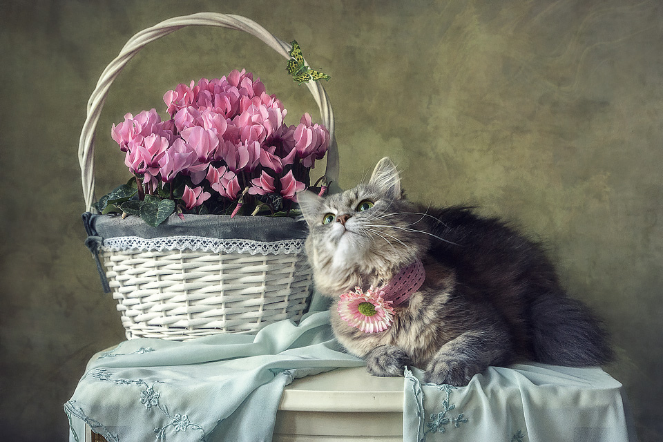 Фото Пушистая кошка с ромашкой на шее лежит на столе и смотрит на бабочку сидящую на корзинке с розовыми цветами цикламена, by Daykiney