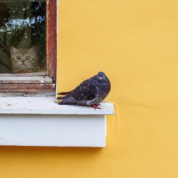 Черный голубь на карнизе за окном
