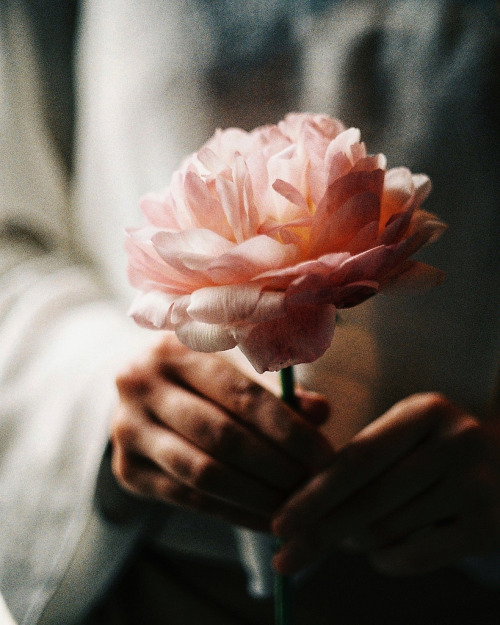 Фото В руках девушки розовый цветок