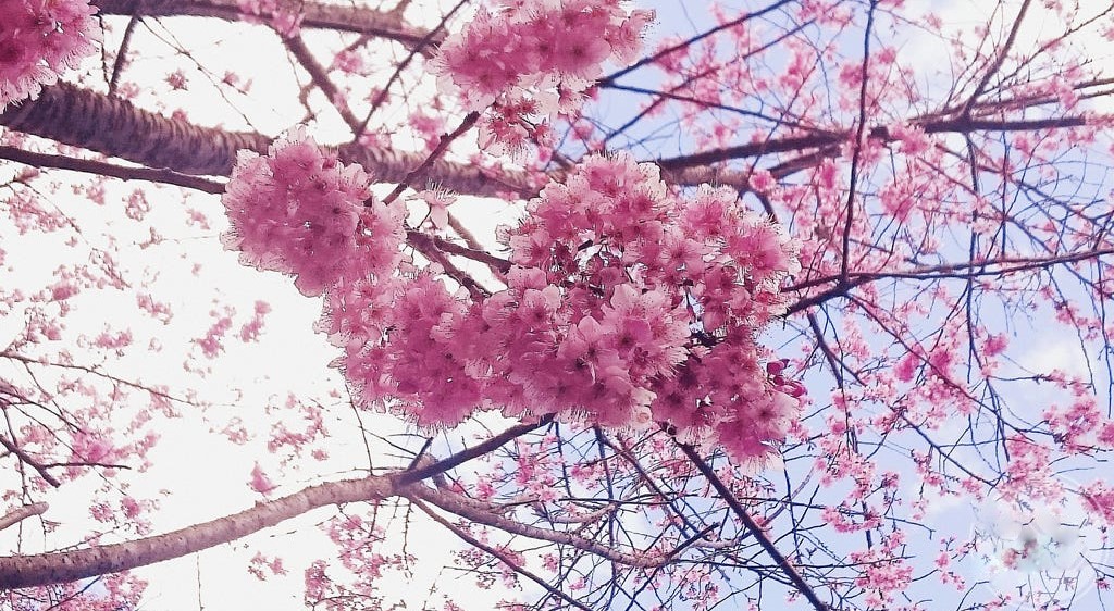 Фото Весеннее цветущее дерево сакуры, by Marc