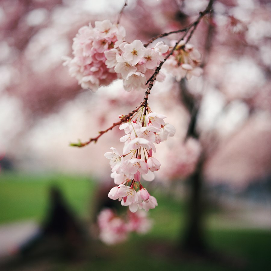 Фото Весенняя цветущая веточка вишни на размытом фоне