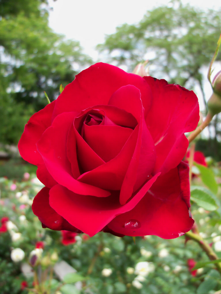 Роза красная парковая фото и описание