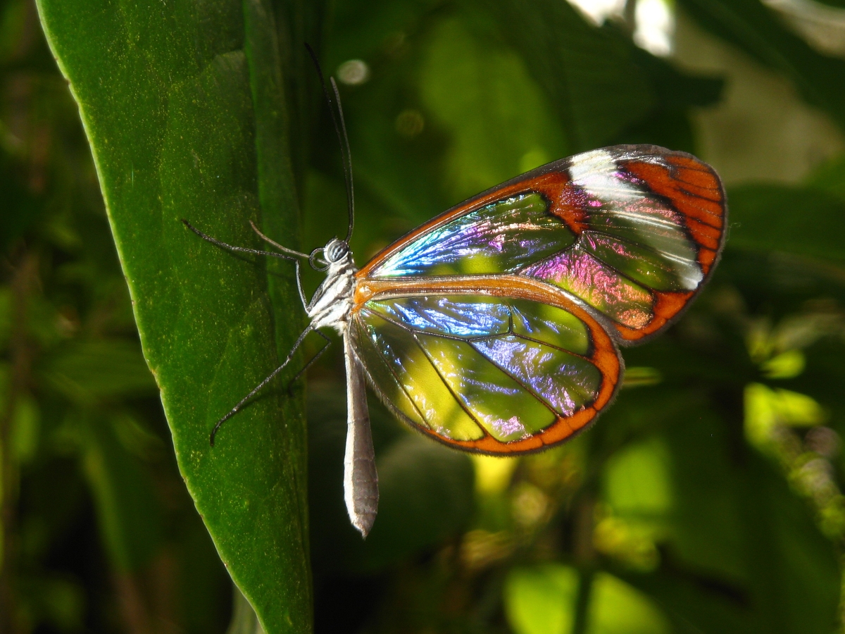 Фото Бабочка с разноцветными прозрачными крылышками сидит на листике