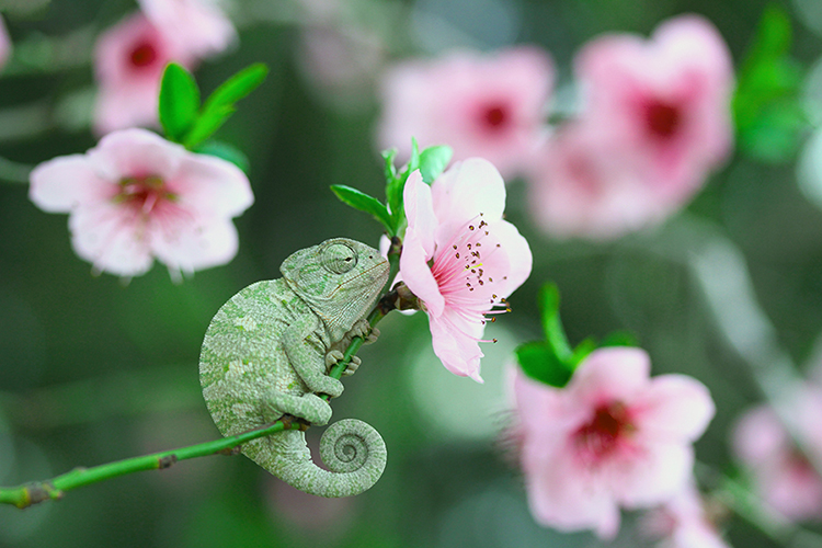 Фото Хамелеон сидит на ветке с цветком. by lisans