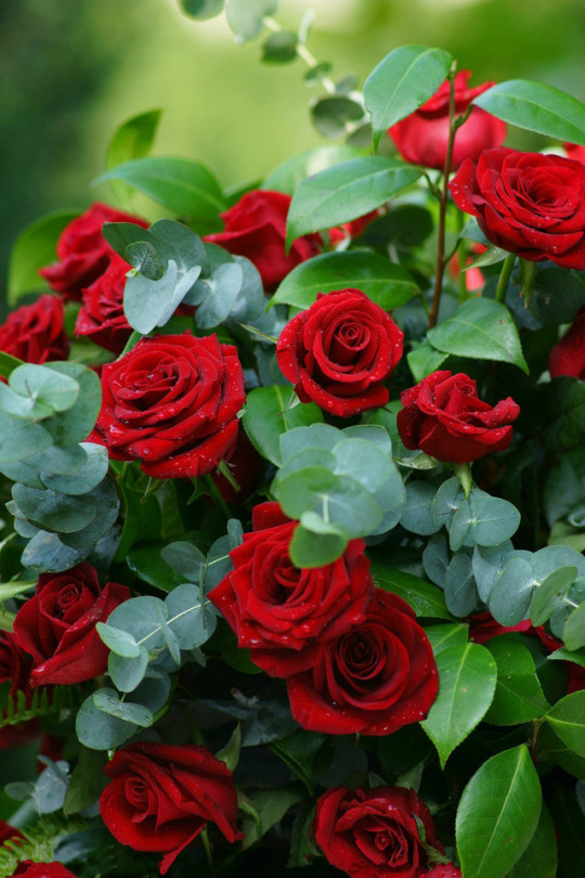 Фото Куст красных роз с капельками росы