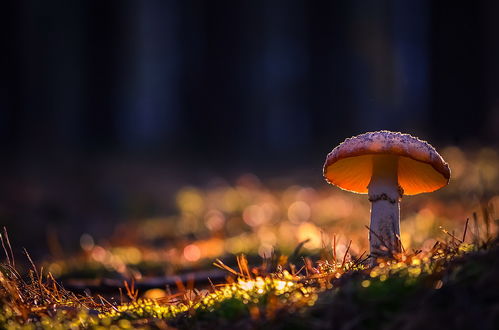 Фото Одинокий гриб в траве, на размытом фоне, в макросъемке. Фотограф Вячеслав Мищенко