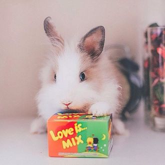 Фото Кролик положил лапу на коробку от жвачек Love is