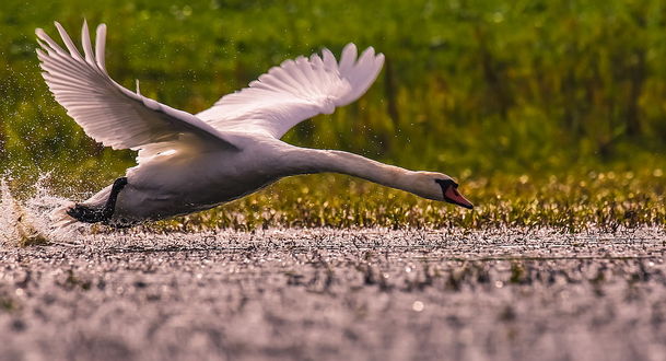 Лебедь взлетает с воды фото