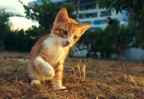 Рыжий Кот Сидит Фото
