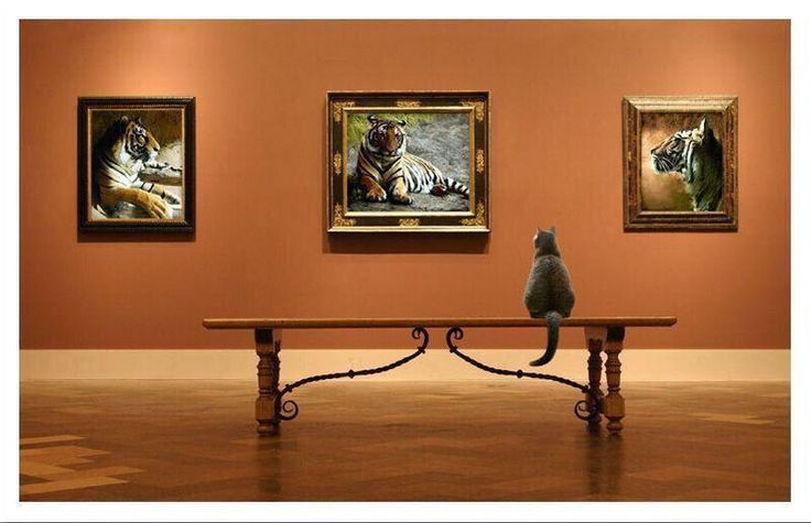 Фото Кот сидит на лавке и смотрит на картины с тиграми