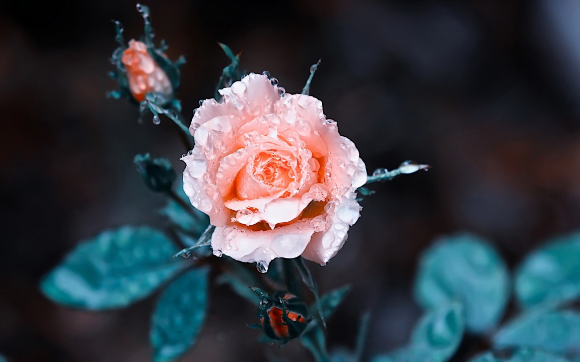 Фото Розовая роза с каплями росы