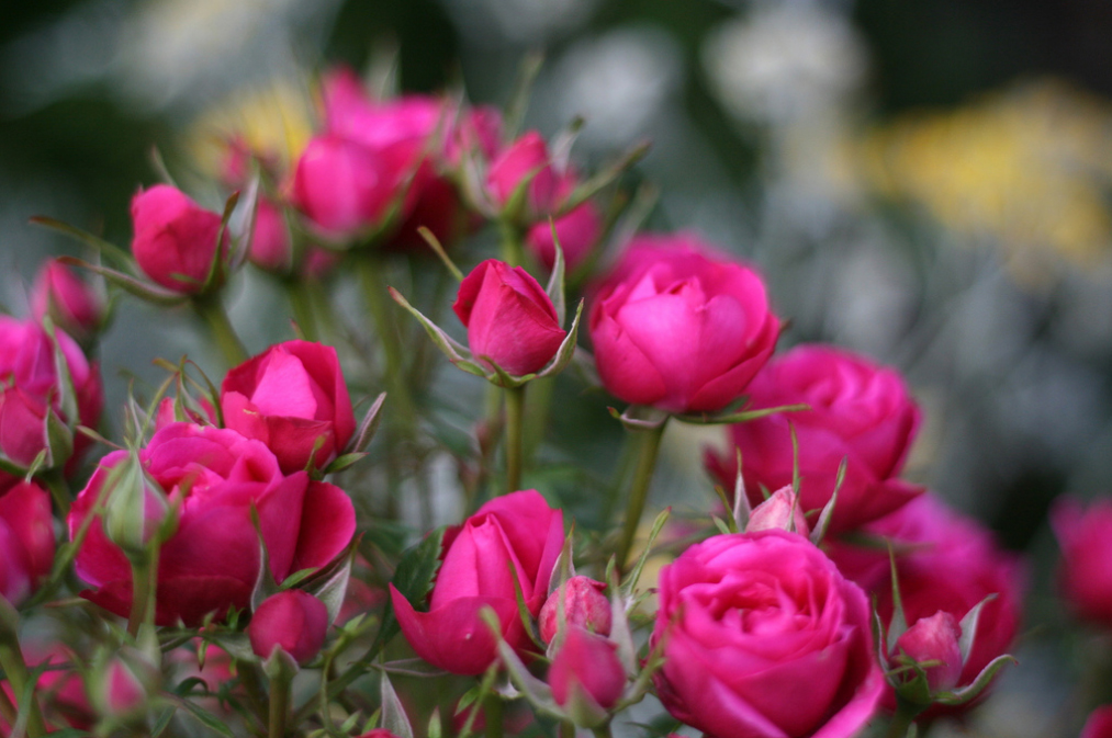 Фото Карликовые кустовые розы