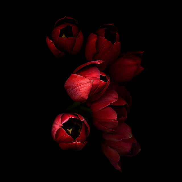 Фото Красные тюльпаны на черном фоне, by magda indigo