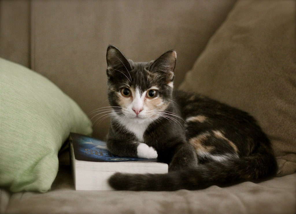 Фото Трехцветная кошка лежит на диване возле книги, by MissSpocks