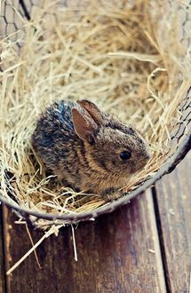 Фото Милый зайчик в корзине с соломой