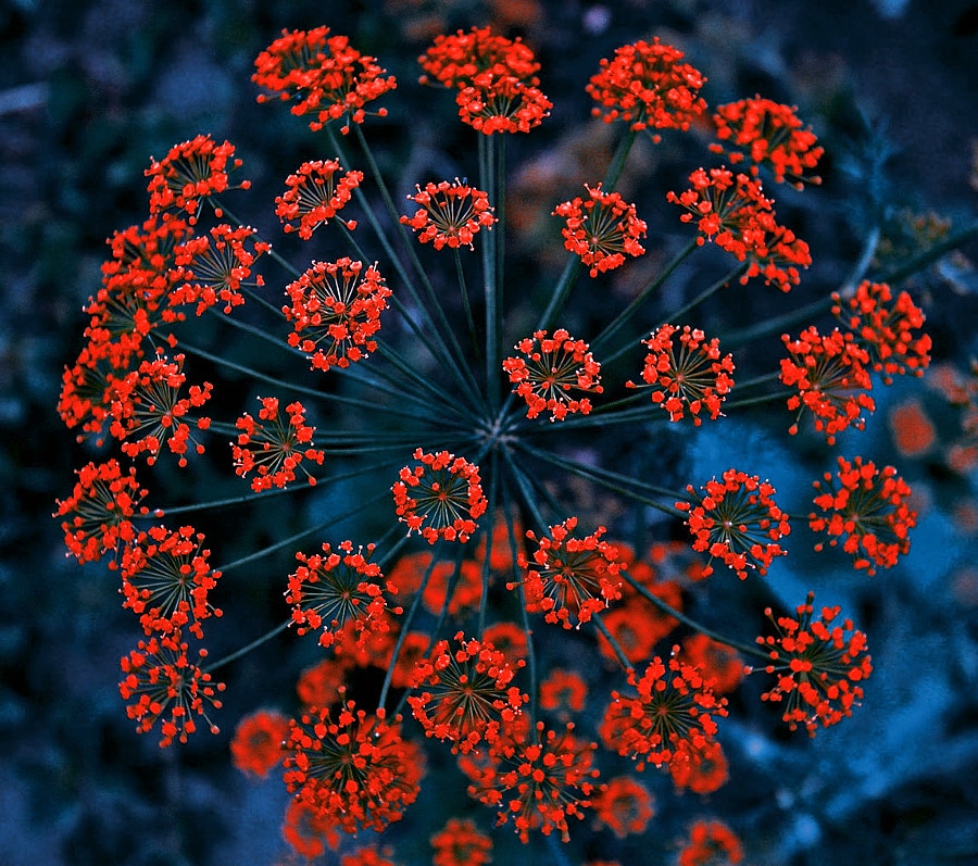 Фото Необычный цветок, фотограф Mevludin Sejmenovic