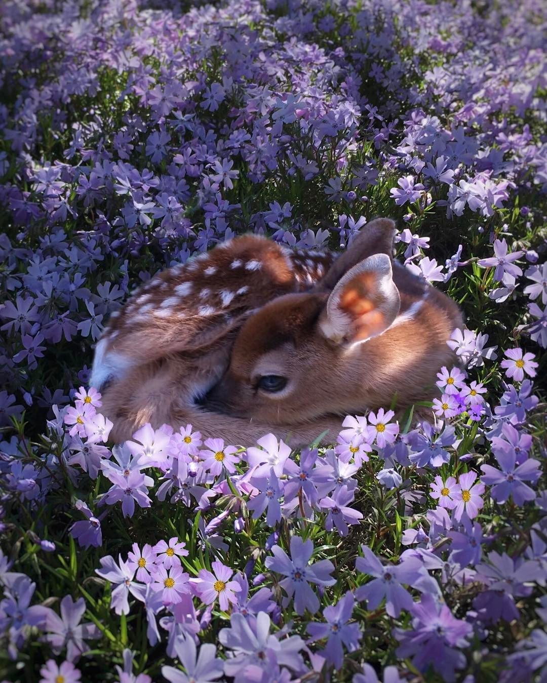 Фото Олененок лежит на поляне с цветущими цветами