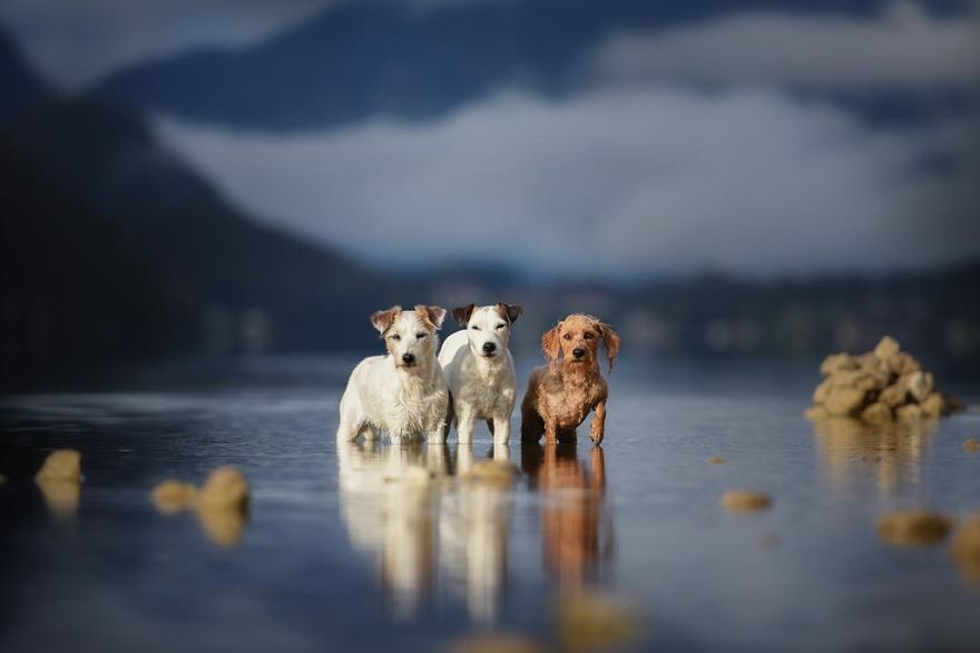 Фото Три собаки стоят в воде на фоне горного пейзажа, by Anne Geier